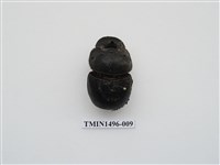 藏品(大黑糞金龜)的圖片